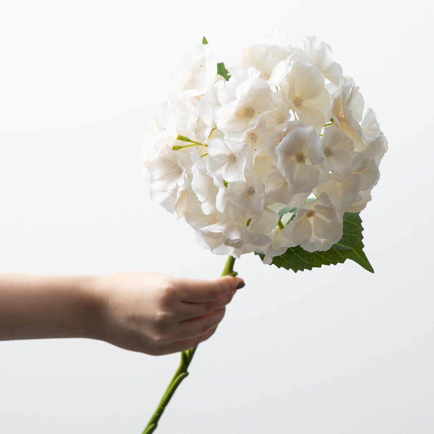White Hydrangea Stem