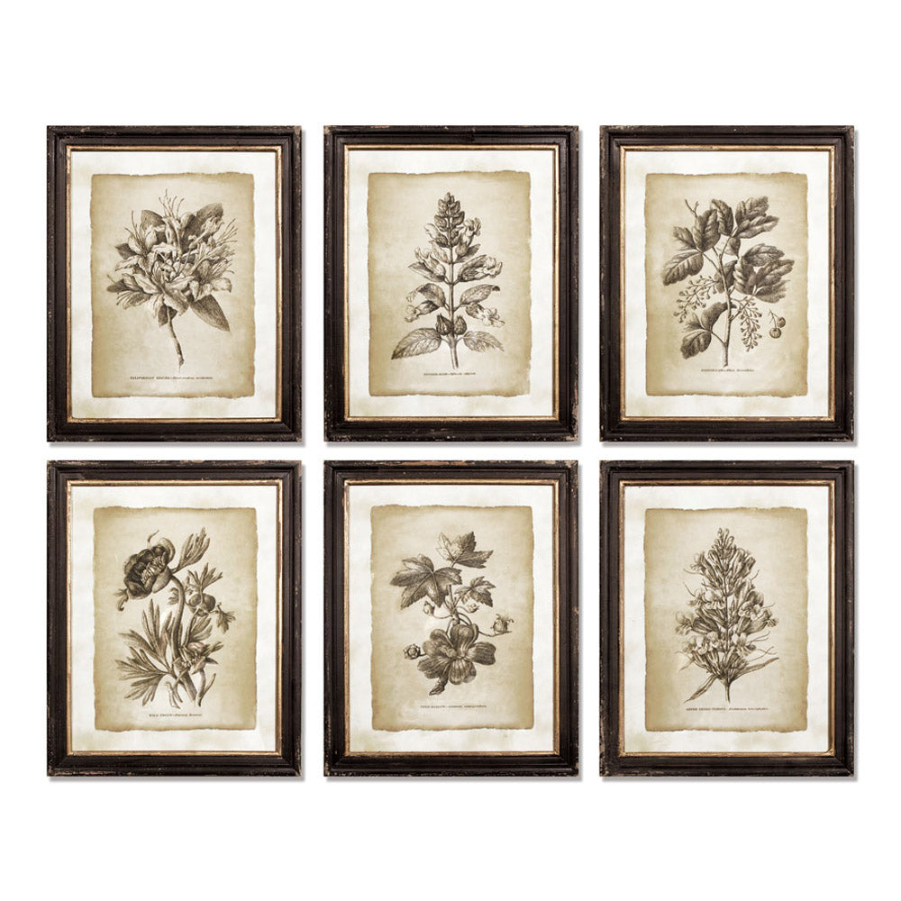 Framed Vintage Floral Prints, Set Of 6