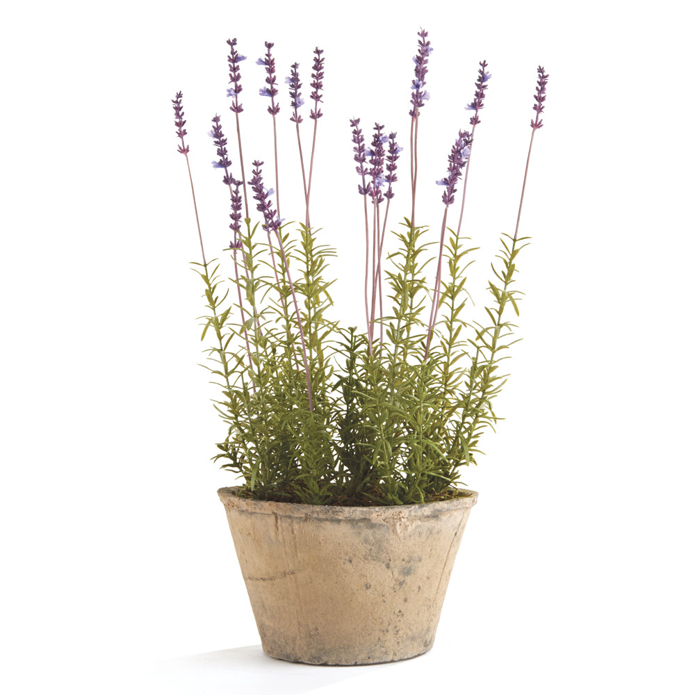 French Lavender Potted 21"