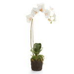 Phalaenopsis Orchid Drop-In 26"