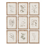 Botanical Illustrations, Set Of 9