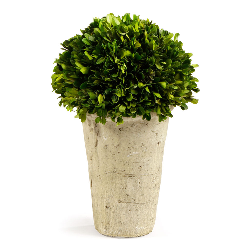 Boxwood Three-Quarter Ball In Pot