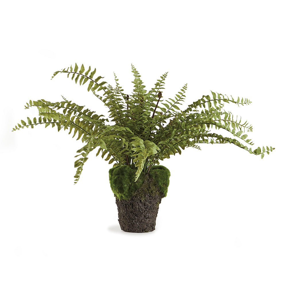 Boston Fern Drop-In 16"