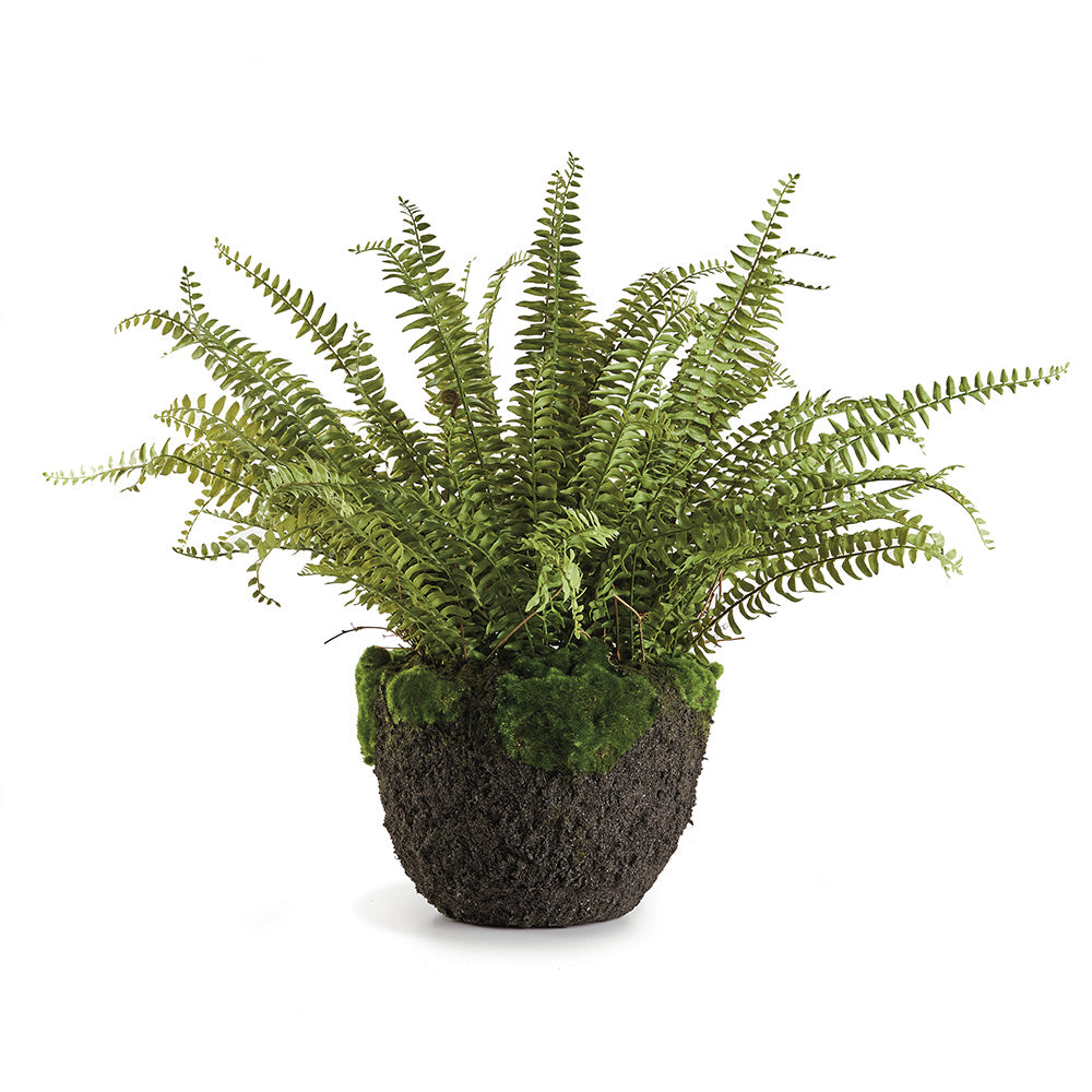 Grand Boston Fern Drop-In 30"