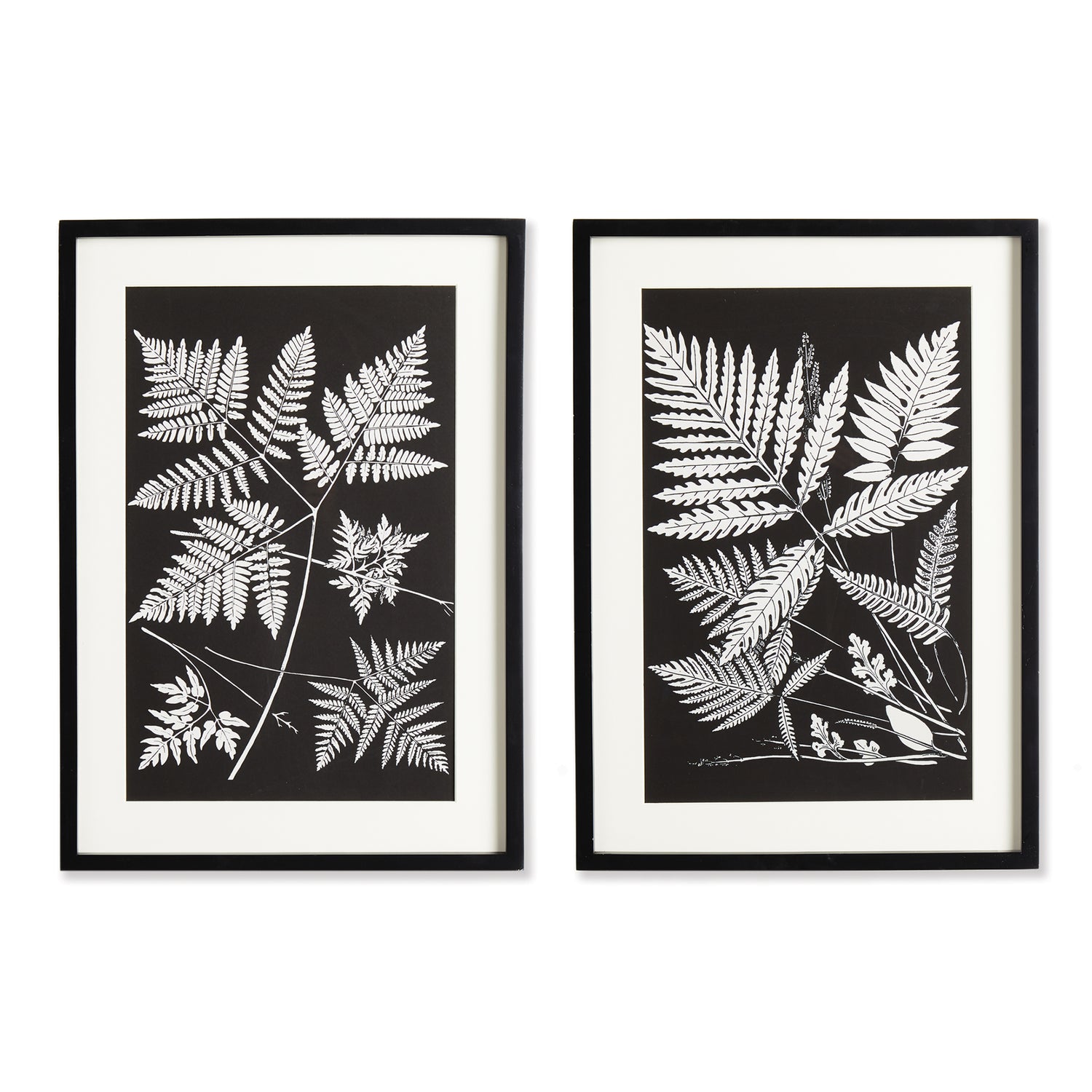 Assorted Fern Study, Set Of 2