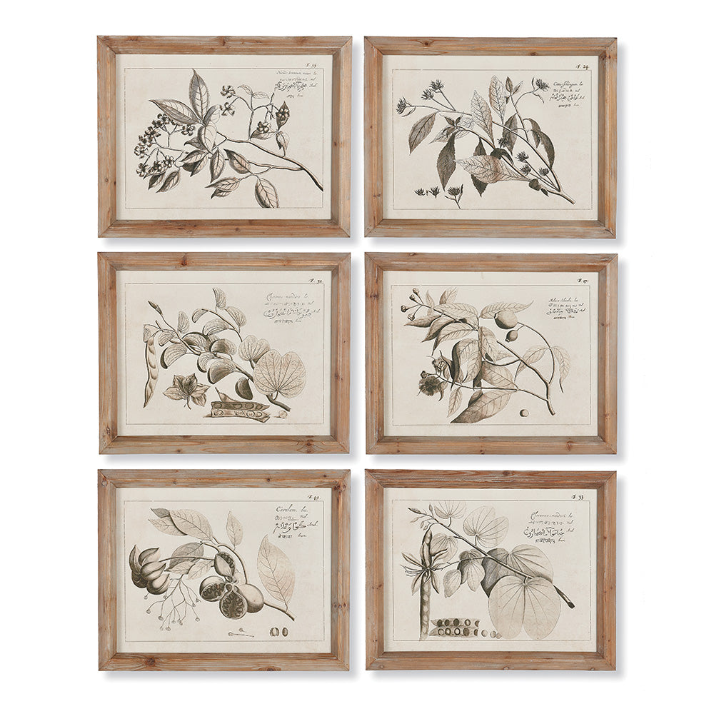 Fruit Bearing Branch Illustrations, Set Of 6