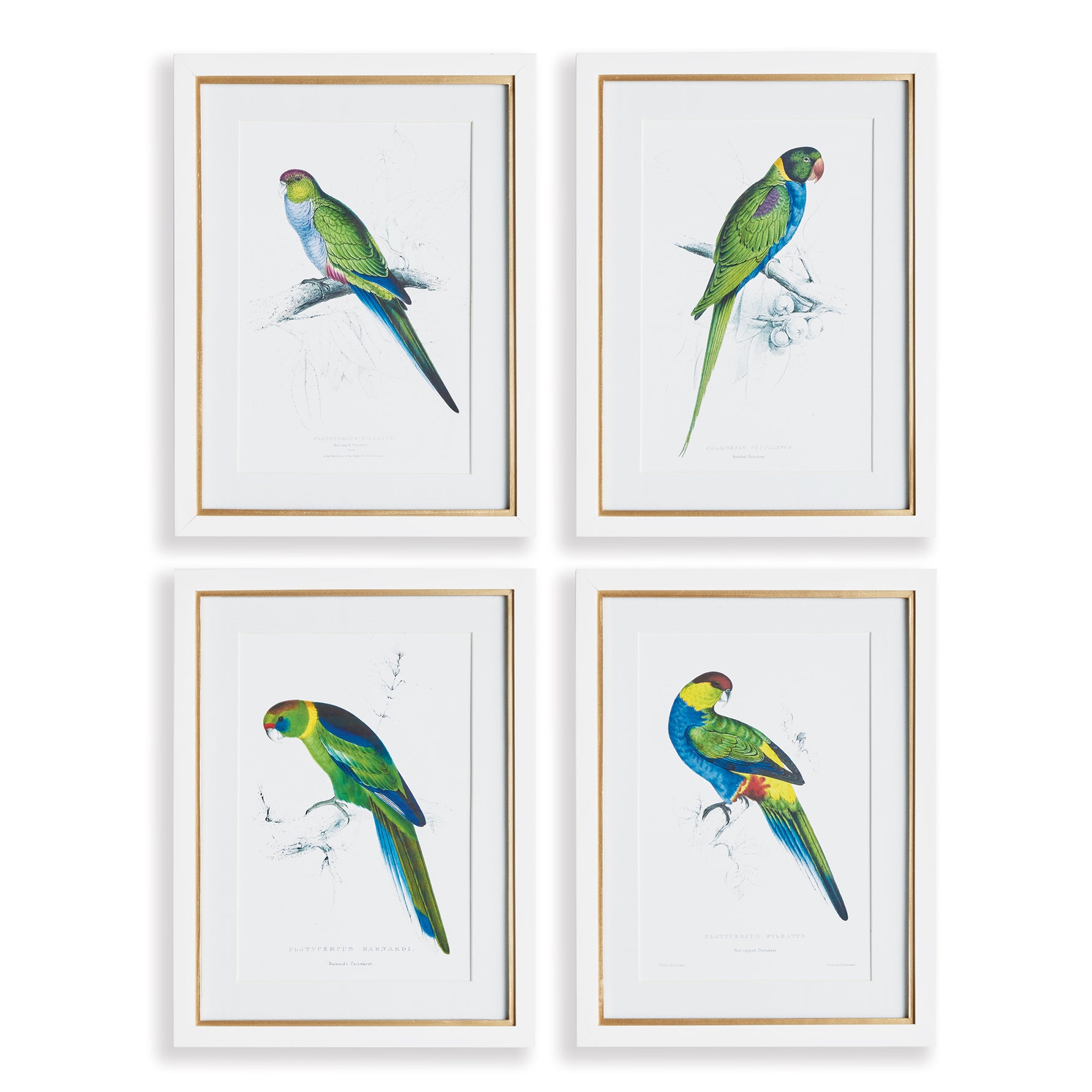 Colorful Parrots Prints St/4