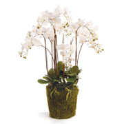 Phalaenopsis Orchid Drop-In 36"