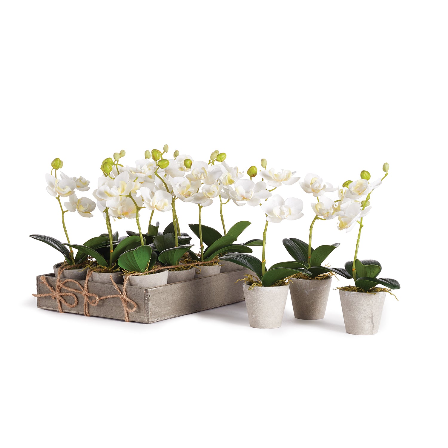 Mini Phalaenopsis 9" Potted, Set Of 12