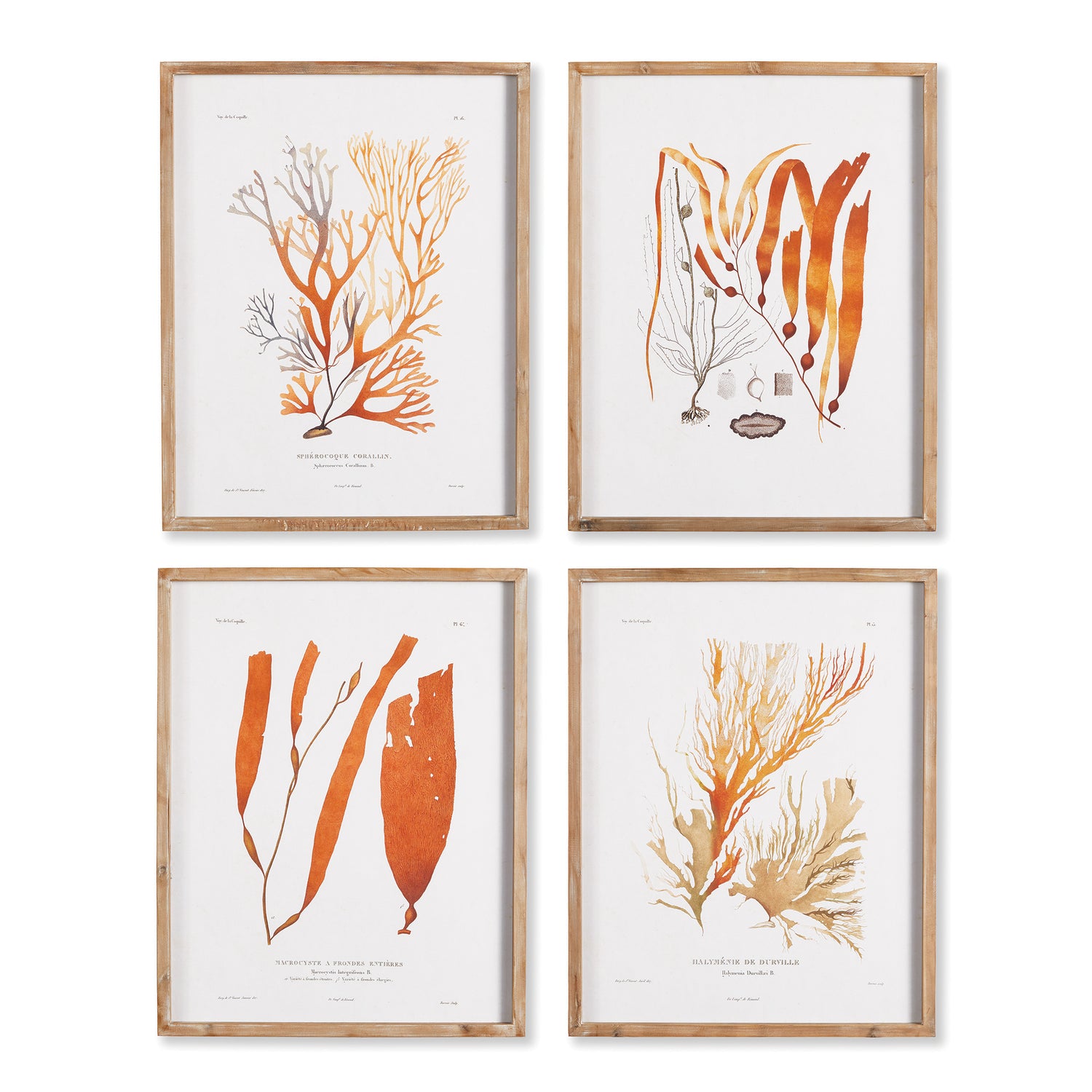 Coral Reef Study, Set Of 4