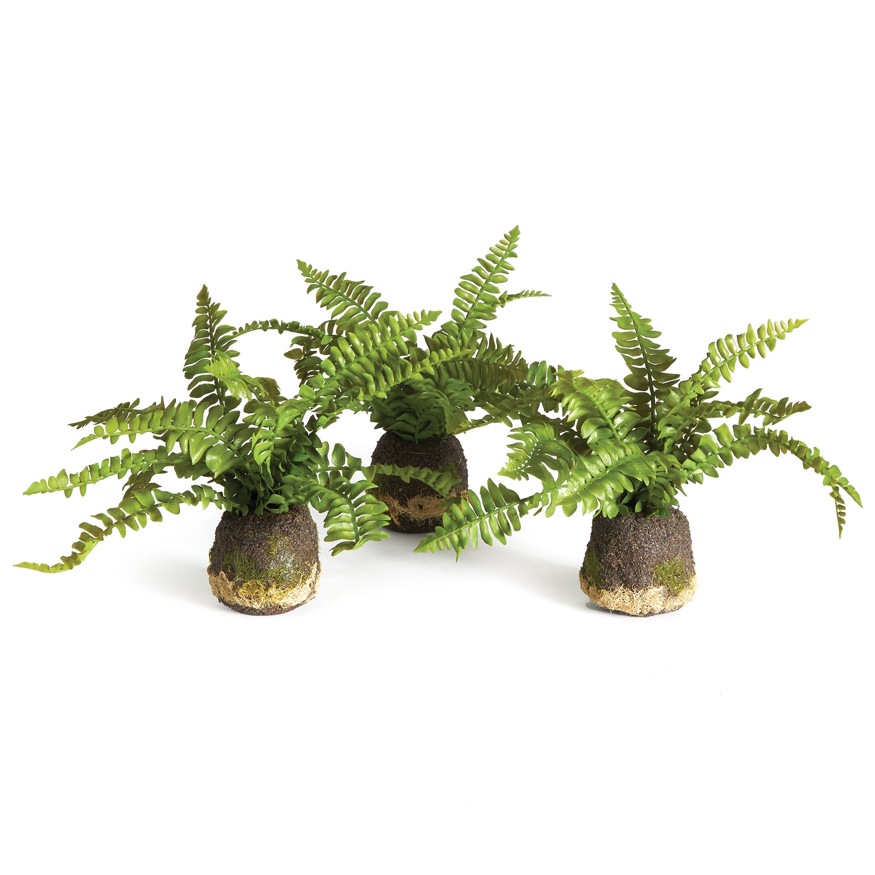 Boston Fern Drop-Ins, Set Of 3