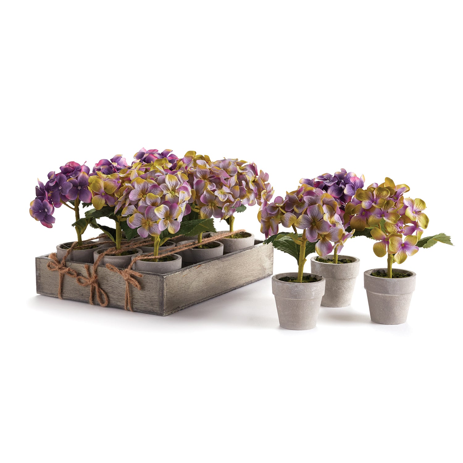 Mini Hydrangea Potted 6.5", Set Of 12