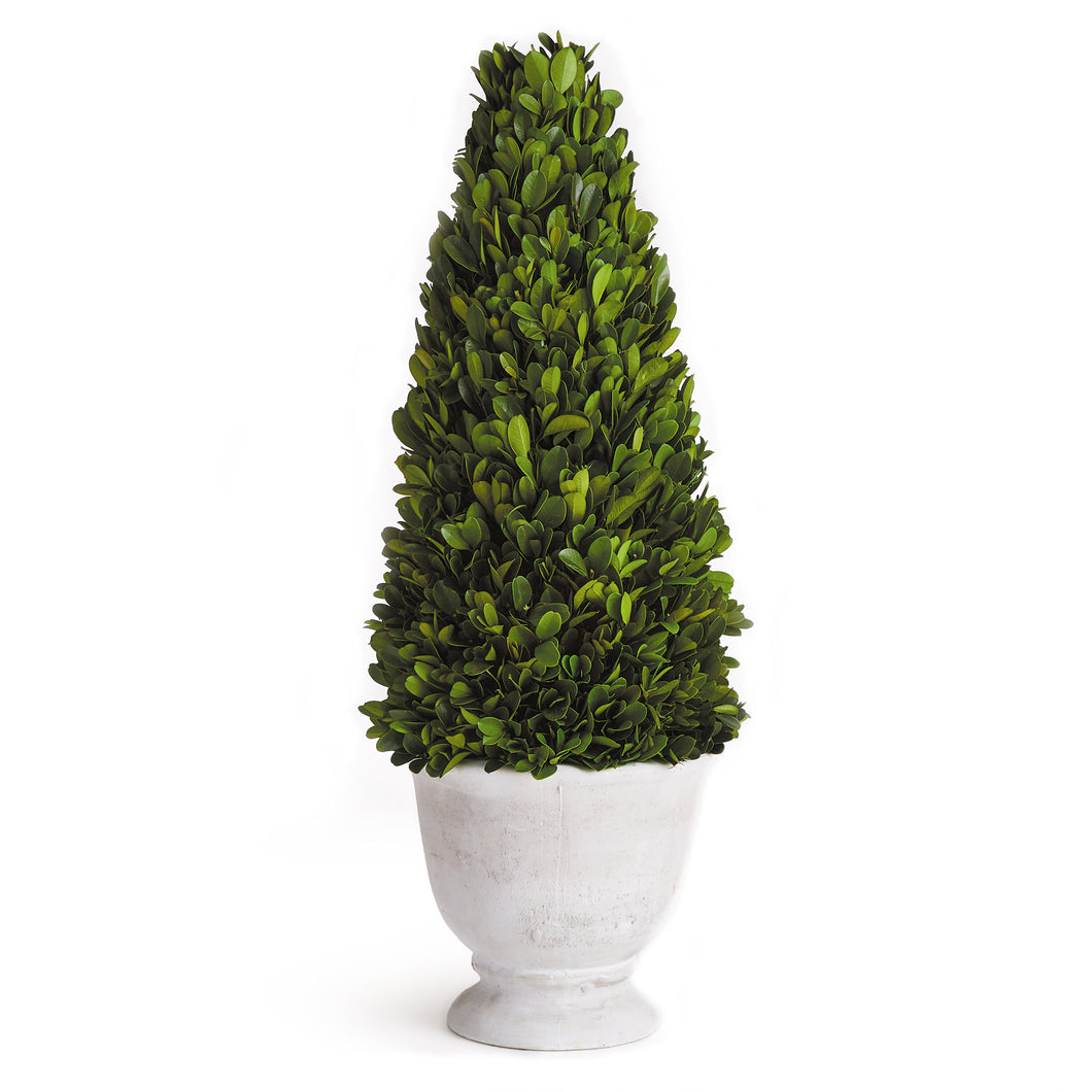 Boxwood Cone Topiary In Pot