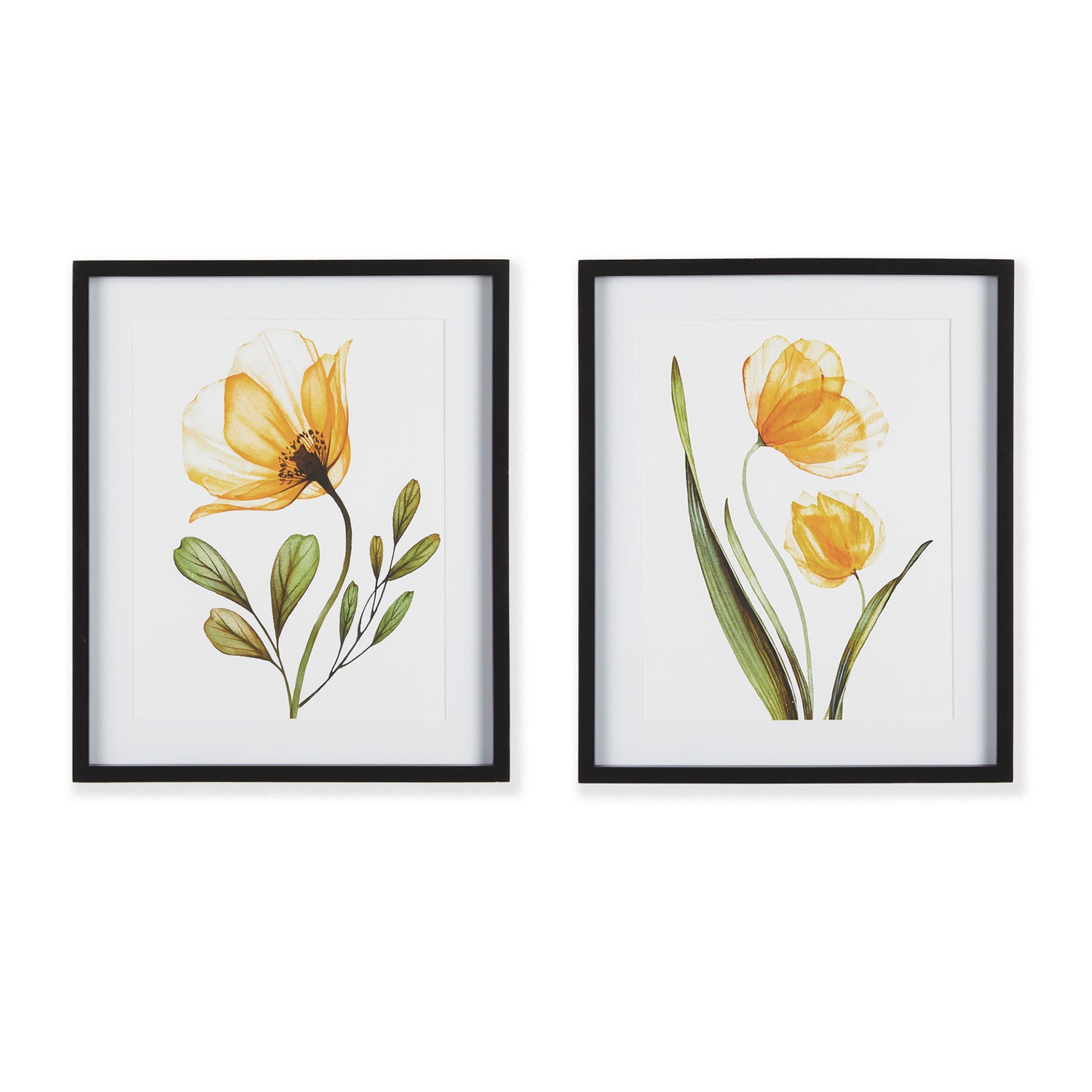 X-Ray Botanical Prints, Set Of 2