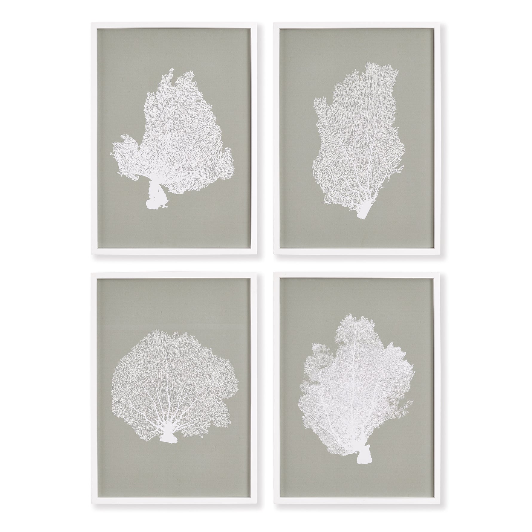 Coral Fans Study, Set Of 4