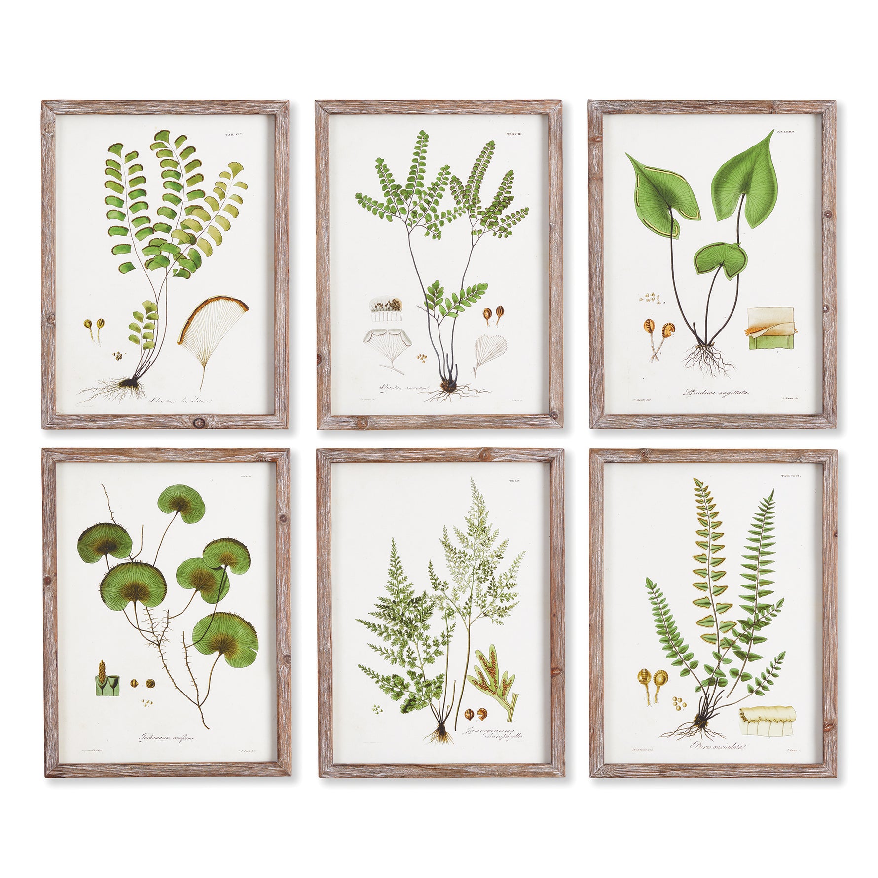 Shade Garden Study, Set Of 6