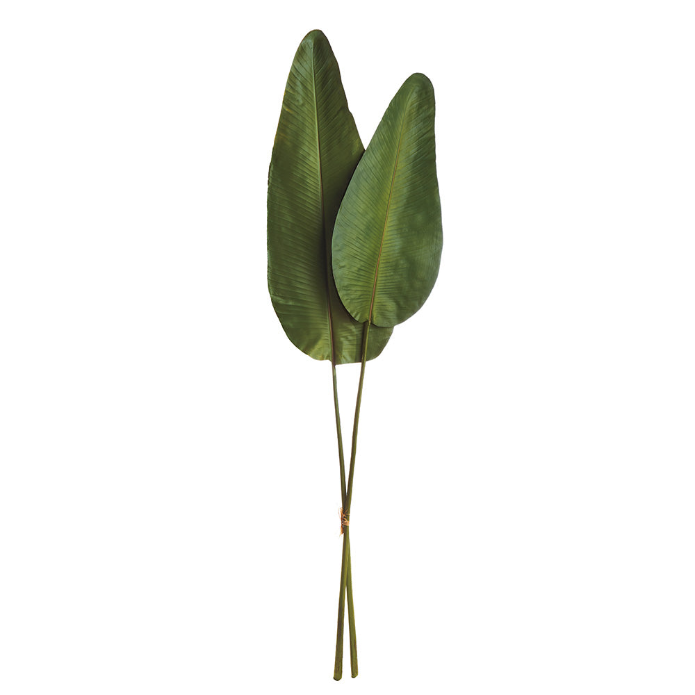 Strelitzia Leaf 63", Bundle Of 2