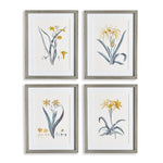 Daffodil Prints, Set Of 4