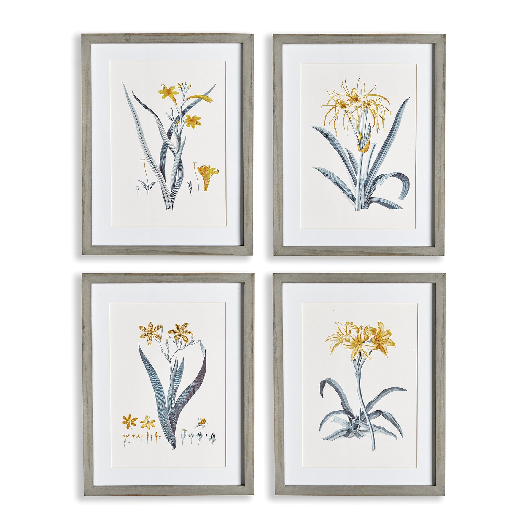 Daffodil Prints, Set Of 4