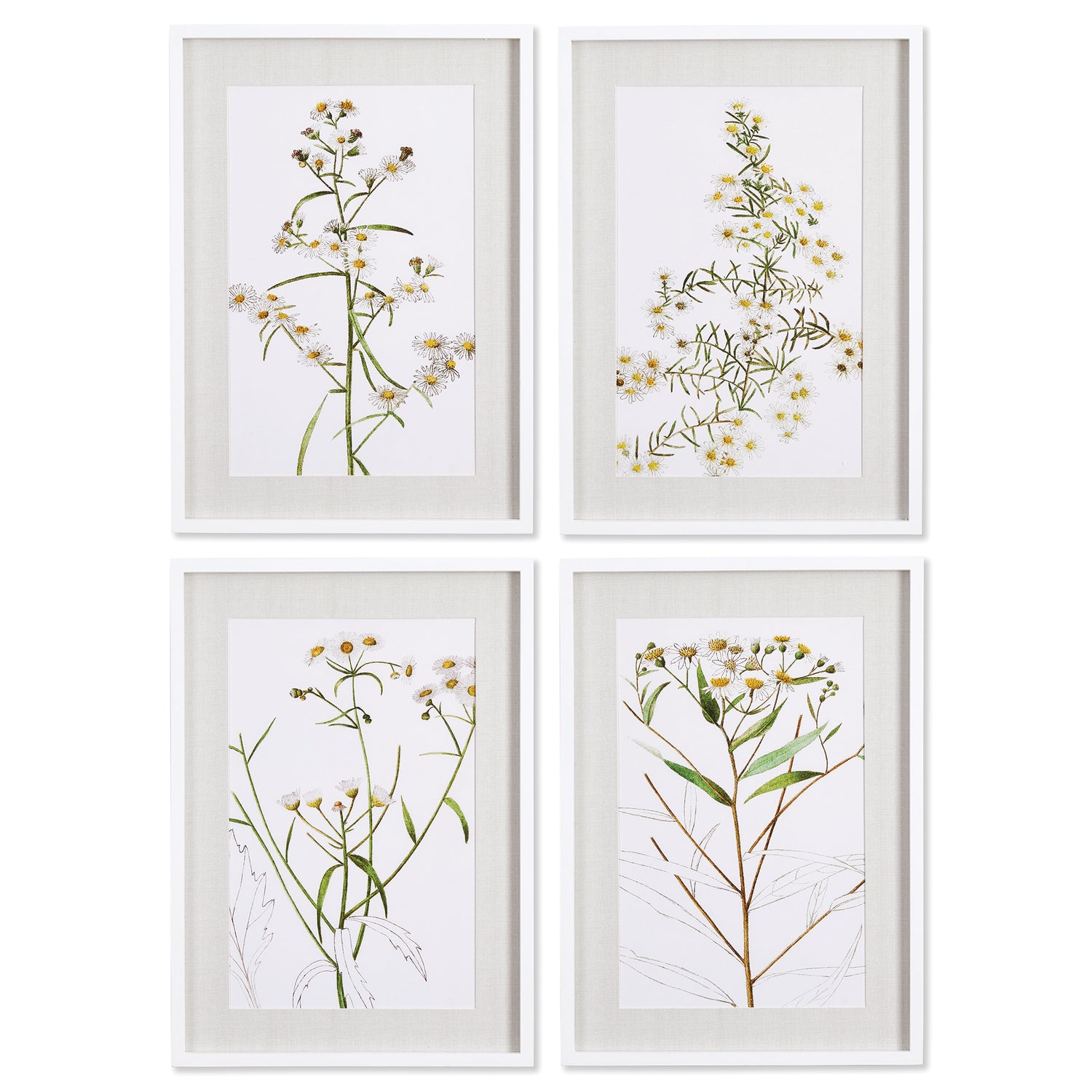 Daisy Prints, Set Of 4