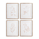 Blush Botanical Study, Set Of 4