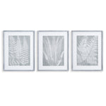 Fern Frond Prints, Set Of 3