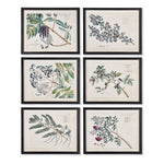 Berry Branch Botanical Study, Set Of 6