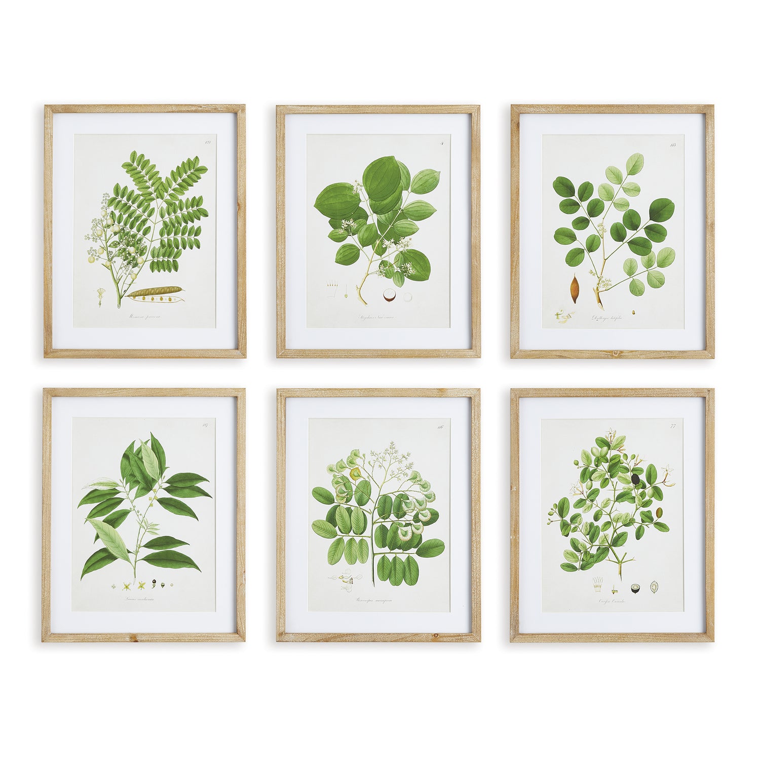 Tree Leaf Study, Set Of 6