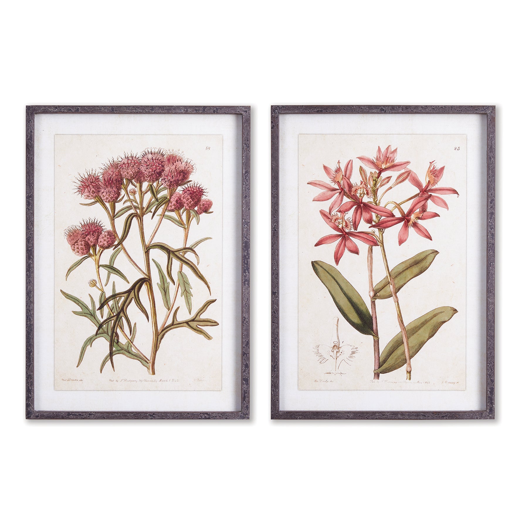 Pretty In Pink Vintage Prints, Set Of 2