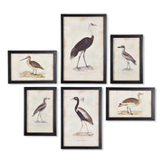 Waterfowl Gallery, Set Of 6